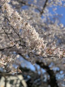 さくらっ🌸