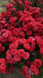 🌹