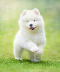 サモエド